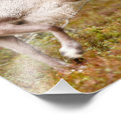 Rentierwanderung im Wald Fotodruck (Ecke)