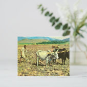 Replik Vintages Äthiopien, Rinder ziehen Pflug Postkarte (Stehend Vorderseite)