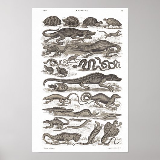 Replizierung Vintager Naturgeschichte Poster (Vorne)