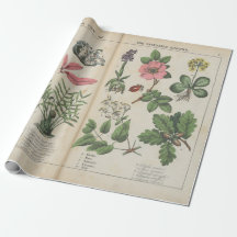 Reproduktion Vintager britischer botanischer Kunst