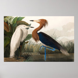 Reproduktion von Lila Heron, 1835 Plate CCLVI Poster