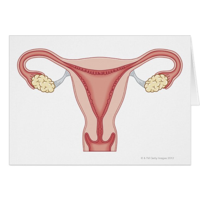 Reproduktionssystem bei Frauen 2 (Vorderseite (Horizontal))