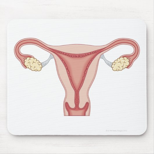 Reproduktionssystem bei Frauen 2 Mousepad (Vorne)