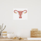 Reproduktionssystem bei Frauen 2 Poster (Küche)