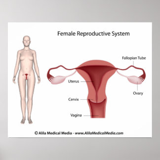 Reproduktionssystem bei Frauen mit der Bezeichnung Poster