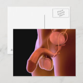 Reproduktionssystem beim Menschen 4 Postkarte (Vorne/Hinten)