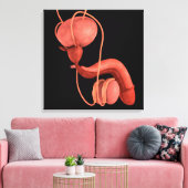 Reproduktionssystem des Menschen 1 Leinwanddruck (Insitu (Wohnzimmer))