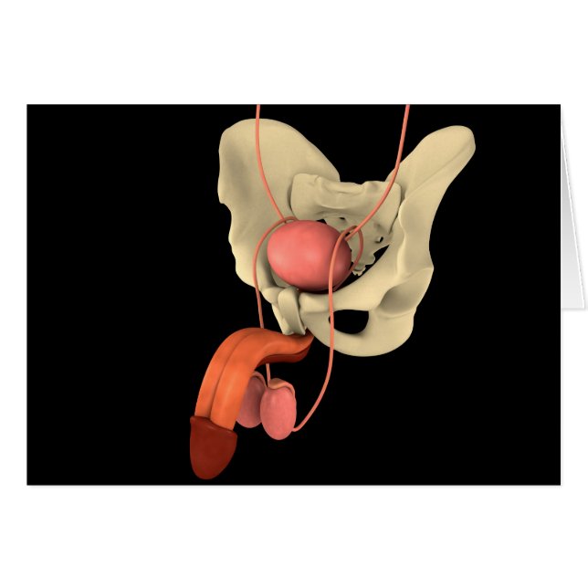 Reproduktionssystem des Menschen 2 (Vorderseite (Horizontal))