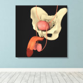 Reproduktionssystem des Menschen 2 Leinwanddruck (Insitu (Holzboden))