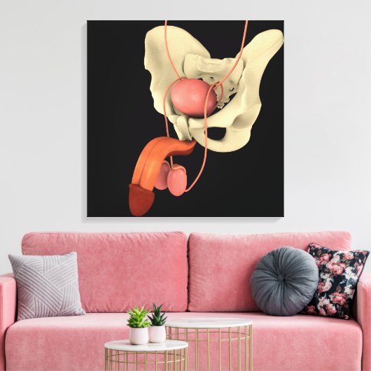 Reproduktionssystem des Menschen 2 Leinwanddruck (Insitu (Wohnzimmer))