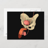 Reproduktionssystem des Menschen 2 Postkarte (Vorne/Hinten)