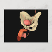 Reproduktionssystem des Menschen 2 Postkarte (Vorderseite)