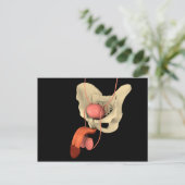 Reproduktionssystem des Menschen 2 Postkarte (Stehend Vorderseite)