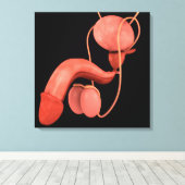 Reproduktionssystem des Menschen 3 Leinwanddruck (Insitu (Holzboden))