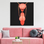 Reproduktionssystem des Menschen 5 Leinwanddruck (Insitu (Wohnzimmer))