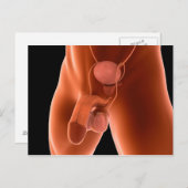 Reproduktionssystem für Menschen 6 Postkarte (Vorne/Hinten)