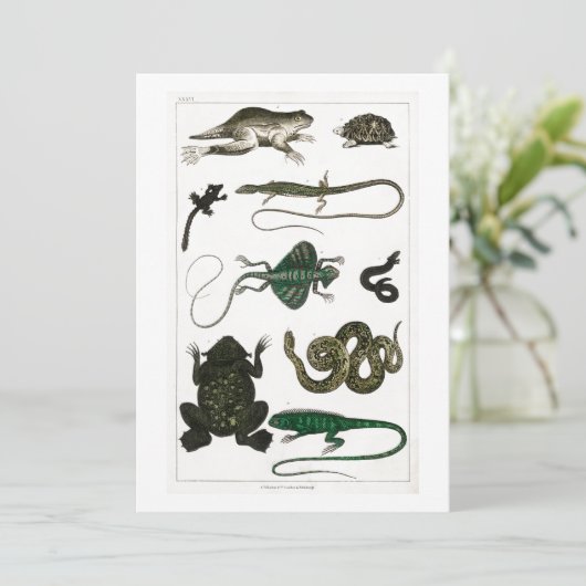 Reptil, niedlich, Eidechse, Tier, Reptilien, Schil Einladung (Stehend Vorderseite)