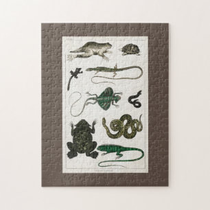 Reptil, niedlich, Eidechse, Tier, Reptilien, Schil Puzzle