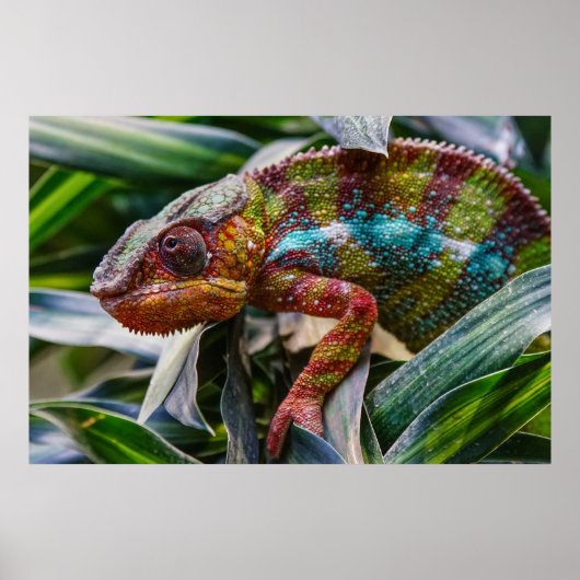 Reptil Poster (Vorne)