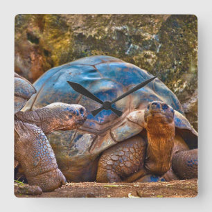 Reptile Galapagos Tortoises Wall Clock Quadratische Wanduhr