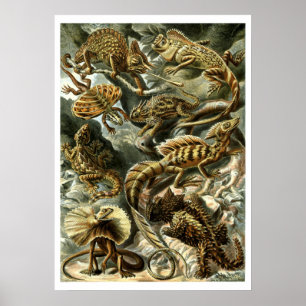 Reptile Lizards von Ernst Haeckel Poster