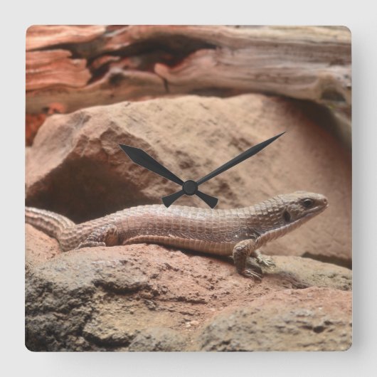 Reptile Northern blue-tongued skink Lizard Quadratische Wanduhr (Vorderseite)