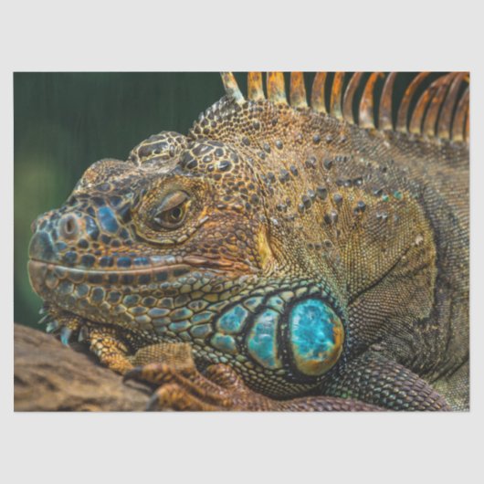 Reptileisenpapier Seidenpapier (Vorderseite)