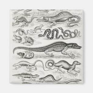 Reptiles Alligators Magnet