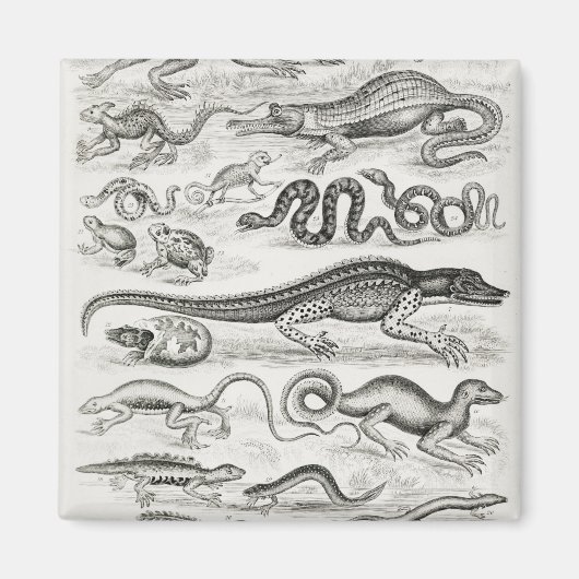 Reptiles Alligators Magnet (Vorne)