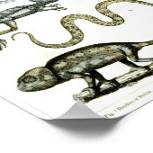 Reptiles, Serpents and Lizards Poster (Ecke)