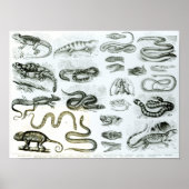Reptiles, Serpents and Lizards Poster (Vorne)