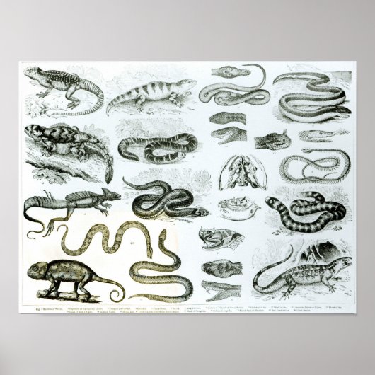 Reptiles, Serpents and Lizards Poster (Vorne)