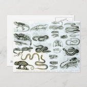 Reptiles, Serpents and Lizards Postkarte (Vorne/Hinten)