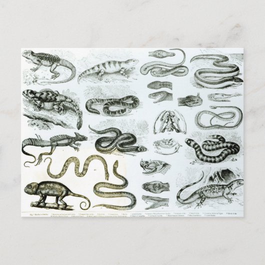 Reptiles, Serpents and Lizards Postkarte (Vorderseite)