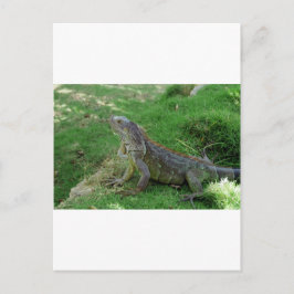 Reptilian Look.JPG Postkarte