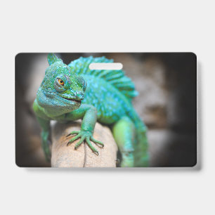 Reptilien, Natur, Eidechsen Ausweis