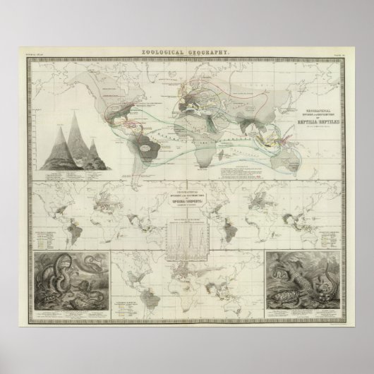 Reptilien, Ophidien Poster (Vorne)