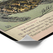 Reptilien Poster (Ecke)