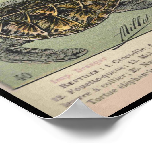Reptilien Poster (Ecke)