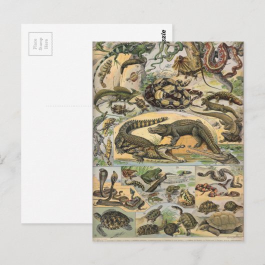 Reptilien Postkarte (Vorne/Hinten)