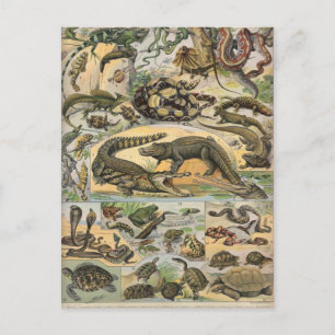 Reptilien Postkarte