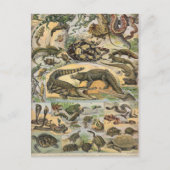 Reptilien Postkarte (Vorderseite)