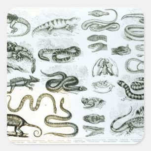Reptilien, Schlangen und Eidechsen Quadratischer Aufkleber