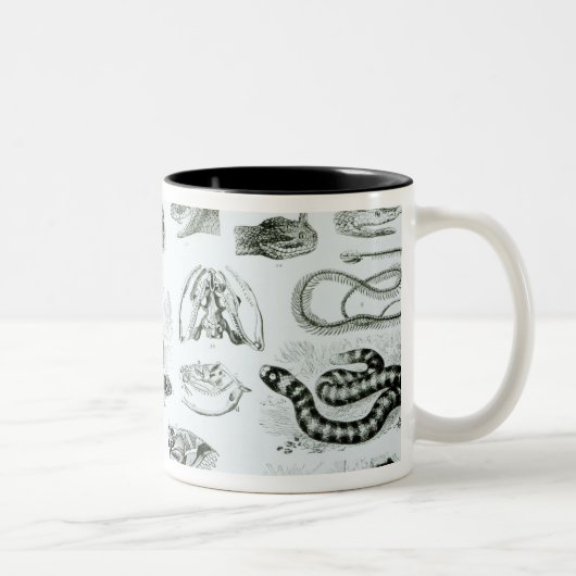 Reptilien, Schlangen und Eidechsen Zweifarbige Tasse (Rechts)