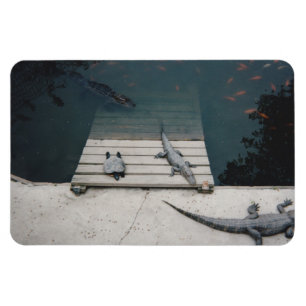 Reptiliengehäuse Magnet