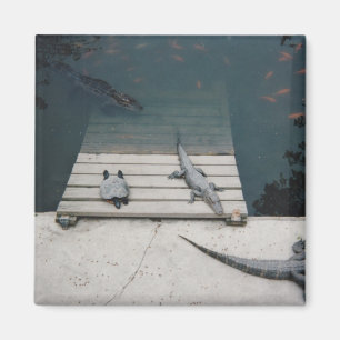 Reptiliengehäuse Magnet