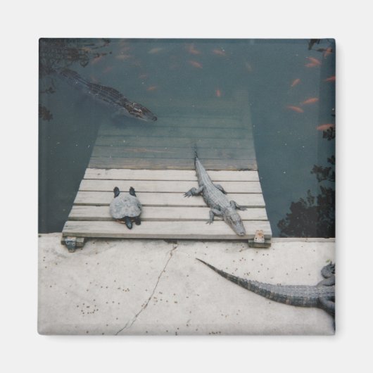 Reptiliengehäuse Magnet (Vorne)