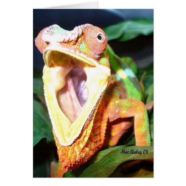 Reptilienkarte (Vorne)