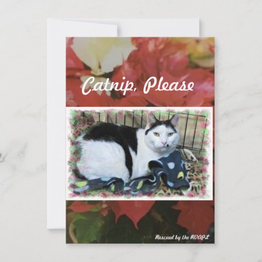 Rescue Cat Holiday Cheer Card Dankeskarte (Vorderseite)