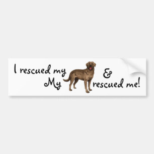 Rescue Chocolate Labrador Autoaufkleber